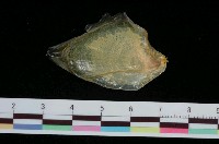 藏品(海兔)的圖片
